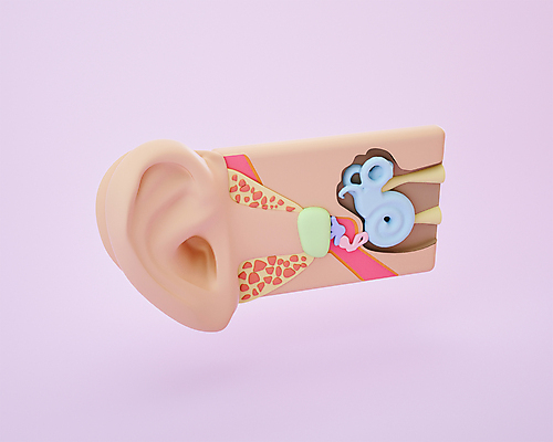 PSD 편집 편집이미지 분홍색 사람없음 3D소스 3D 모형 장기 디지털합성 귀 단면도 달팽이관 편집소스 편집3D 컬러 신체 단면 신체부위 파일형식