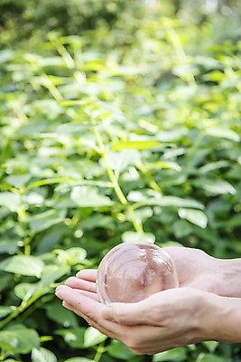포토 JPG 주간 손 잎 비즈니스 자연 들기 야외 아웃포커스 신체부위 투명 사회 친환경 손모으기 유리구슬 ESG 국내포토 자연요소 식물 모션 유리 촬영기법 사람 손짓 환경 구슬 생태계 경영 공동체 파일형식