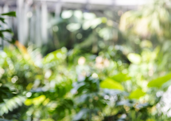 포토 JPG 주간 백그라운드 잎 비즈니스 자연 사람없음 야외 아웃포커스 사회 친환경 ESG 국내포토 자연요소 식물 촬영기법 환경 생태계 경영 공동체 파일형식