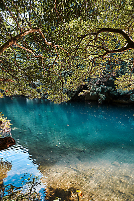 포토 JPG 주간 나무 호수 자연 사람없음 야외 제주도 깨끗함 맑음 나뭇가지 에메랄드색 국내포토 자연요소 식물 컬러 컨셉 날씨 한국 생태계 파일형식