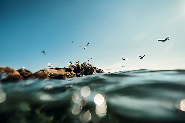 포토 JPG 주간 물결 바다 섬 여러마리 갈매기 하늘 사람없음 야외 강원도 서식지 해수면 국내포토 자연요소 다수 조류 한국 파일형식