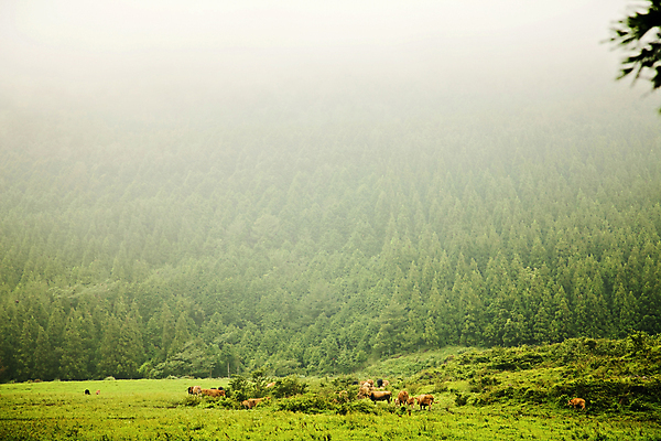 포토 JPG 주간 나무 여러마리 초원 사람없음 야외 제주도 가축 소 숲 방목 한우 방목장 국내포토 자연요소 식물 동물 다수 포유류 한국 소고기 축산업 파일형식