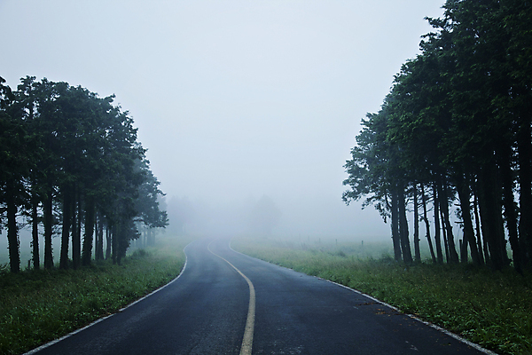 포토 JPG 주간 도로 사람없음 야외 제주도 고요 드라이브 안개 소나무 숲 흐림 국내포토 자연요소 나무 길 교통시설 날씨 한국 운전 파일형식