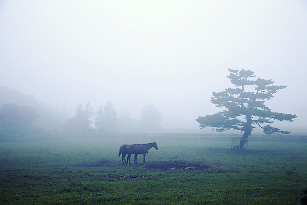 포토 JPG 주간 한마리 초원 사람없음 야외 제주도 가축 목장 안개 말_동물 흐림 국내포토 자연요소 동물 1 포유류 날씨 한국 파일형식