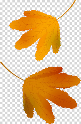 편집 편집이미지 단풍 누끼 사람없음 주황색 가을 PNG 편집소스 계절 컬러 잎 파일형식