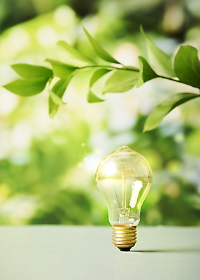 PSD 편집이미지 전구 자연 나뭇잎 사람없음 아웃포커스 초록색 빛 나뭇가지 친환경 보케 경영 ESG 이미지편집 나무 컬러 잎 비즈니스 촬영기법 환경 생태계 파일형식