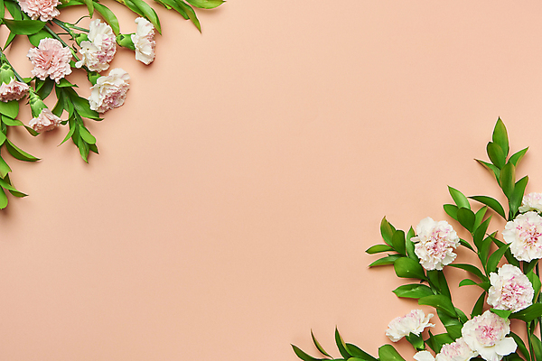 포토 JPG 스튜디오촬영 기념일 프레임 실내 사람없음 하이앵글 풀 카네이션 감사 5월행사 가정의달 카피스페이스 분홍색배경 국내포토 식물 꽃 감정 뷰포인트 분홍색 백그라운드 이벤트 내부 공백 5월 파일형식