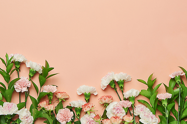 포토 JPG 스튜디오촬영 기념일 실내 사람없음 하이앵글 풀 카네이션 감사 5월행사 가정의달 카피스페이스 분홍색배경 국내포토 식물 꽃 감정 뷰포인트 분홍색 백그라운드 이벤트 내부 공백 5월 파일형식