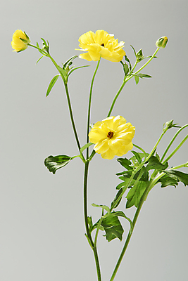 포토 JPG 스튜디오촬영 꽃 잎 회색배경 실내 사람없음 꽃봉오리 잎줄기 국내포토 식물 줄기 백그라운드 내부 회색 파일형식