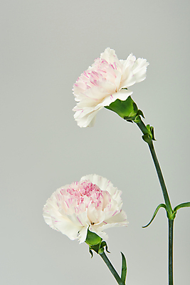 포토 JPG 스튜디오촬영 회색배경 실내 사람없음 어버이날 두송이 카네이션 감사 5월행사 가정의달 국내포토 기념일 꽃 감정 백그라운드 2 이벤트 내부 회색 5월 파일형식