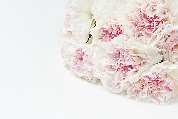 포토 JPG 스튜디오촬영 실내 사람없음 어버이날 카네이션 흰배경 감사 5월행사 가정의달 카피스페이스 국내포토 기념일 꽃 감정 백그라운드 이벤트 내부 공백 흰색 5월 파일형식