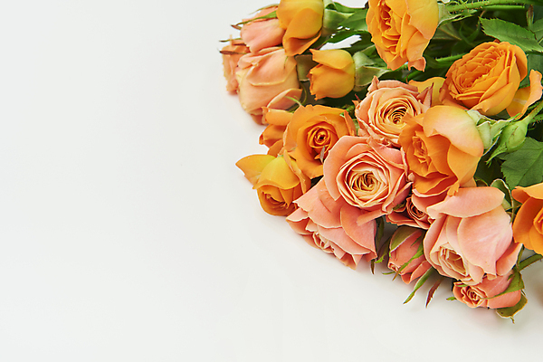 포토 JPG 스튜디오촬영 꽃다발 여러송이 실내 사람없음 장미 흰배경 카피스페이스 국내포토 꽃 다수 백그라운드 내부 공백 흰색 파일형식