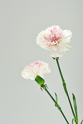 포토 JPG 스튜디오촬영 회색배경 실내 사람없음 어버이날 두송이 카네이션 감사 5월행사 가정의달 잎줄기 국내포토 기념일 꽃 감정 줄기 백그라운드 2 이벤트 내부 회색 5월 파일형식