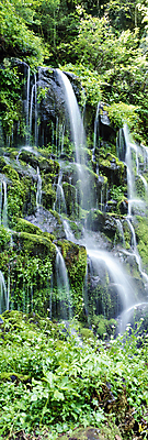 포토 JPG 주간 나무 자연 이끼 풍경 사람없음 야외 폭포 숲 장노출 물흐름 국내포토 자연요소 식물 촬영기법 흐름 생태계 파일형식