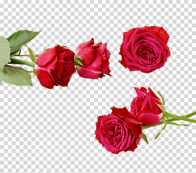 편집 편집이미지 누끼 사람없음 장미 5월행사 PNG 성년의날 편집소스 기념일 꽃 이벤트 5월 파일형식