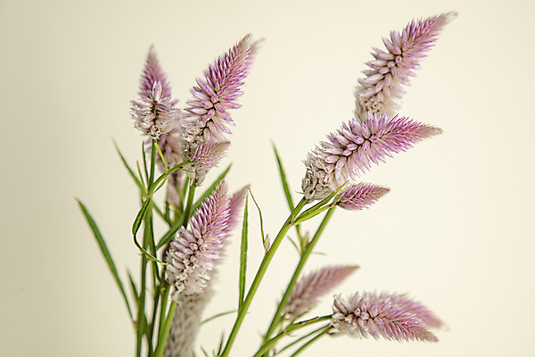 포토 JPG 주간 꽃 실내 사람없음 잎줄기 베이지색배경 틸로투스 국내포토 자연요소 식물 줄기 백그라운드 내부 베이지색 파일형식