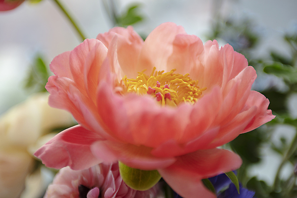 포토 JPG 한송이 실내 근접촬영 사람없음 아웃포커스 개화 작약 국내포토 1 꽃 뷰포인트 촬영기법 내부 송이 파일형식