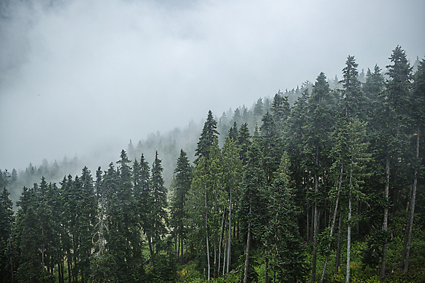 포토 JPG 주간 해외풍경 캐나다 산 사람없음 야외 고요 안개 숲 밴쿠버 흐림 벤쿠버 국내포토 자연요소 해외 북아메리카 날씨 풍경 파일형식