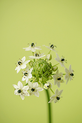 포토 JPG 꽃 한송이 실내 근접촬영 사람없음 아웃포커스 베들레헴 초록배경 국내포토 식물 1 뷰포인트 백그라운드 촬영기법 내부 초록색 송이 파일형식