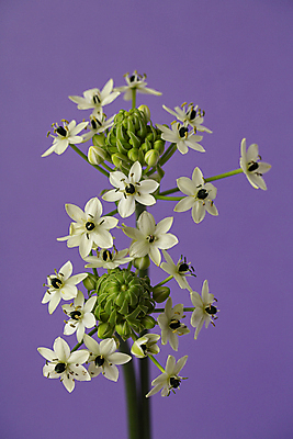 포토 JPG 꽃 여러송이 실내 근접촬영 사람없음 베들레헴 보라색배경 국내포토 식물 뷰포인트 다수 백그라운드 내부 보라색 파일형식