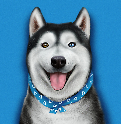 PSD 한마리 응시 반려견 일러스트 웃음 사람없음 파란색 반려동물 귀여움 스카프 개 강아지 시베리안허스키 오드아이 증명사진 국내일러스트 동물 1 시선 컬러 컨셉 포유류 표정 목도리 파일형식