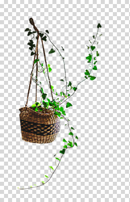 편집 편집이미지 화초 누끼 사람없음 덩굴 원예 원예식물 PNG 편집소스 행잉플랜트 식물 화분 취미 파일형식