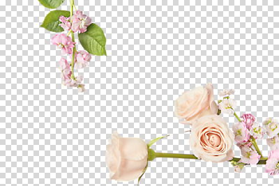 편집 편집이미지 꽃 여러송이 잎 누끼 사람없음 장미 오브젝트 PNG 편집소스 식물 다수 파일형식