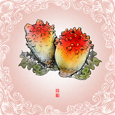 PSD 물결 파도 분홍색 일러스트 사람없음 신선 해초 해산물 낙관 드로잉 물결무늬 멍게 국내일러스트 바다 컬러 무늬 미술 바다동물 해조류 파일형식