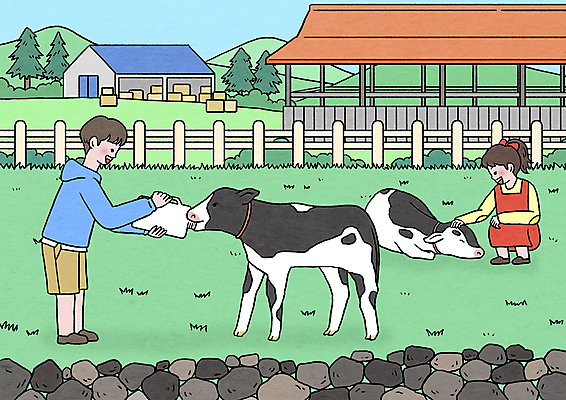 전신 PSD 여자 남자 어린이 두마리 일러스트 서기 들기 소녀 소년 초원 두명 울타리 목장 우유 돌_바위 우유병 먹이 먹여주기 젖소 목장체험 웅크림 송아지 낙농업 우유통 어린이만 쓰다듬기 국내일러스트 산업 새끼 2 모션 병_용기 유제품 사람 담장 체험학습 소 먹기 파일형식