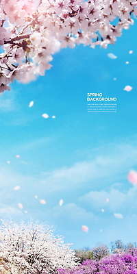 PSD 구름 편집이미지 꽃잎 하늘 사람없음 파란색 맑음 봄풍경 봄 벚꽃 벚나무 봄배경 이미지편집 자연요소 나무 계절 꽃 컬러 백그라운드 날씨 풍경 파일형식