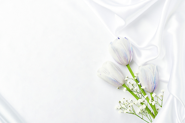 포토 JPG 스튜디오촬영 백그라운드 실내 사람없음 하이앵글 튤립 흰색 주름 실크 흰배경 질감 안개꽃 카피스페이스 국내포토 꽃 뷰포인트 컬러 내부 공백 직물 한해살이풀 파일형식