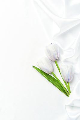 포토 JPG 스튜디오촬영 백그라운드 실내 사람없음 하이앵글 튤립 흰색 주름 실크 흰배경 질감 카피스페이스 국내포토 꽃 뷰포인트 컬러 내부 공백 직물 파일형식