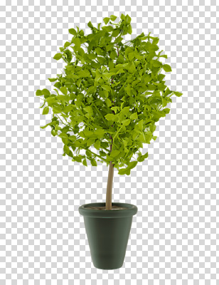 나무 편집 편집이미지 화분 화초 누끼 사람없음 3D소스 3D 디지털합성 분재 PNG 편집소스 식물 파일형식