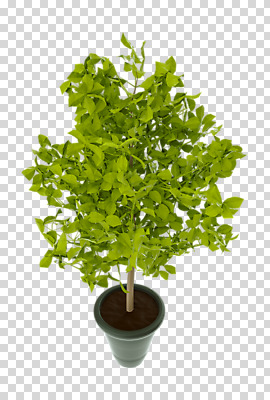 나무 편집 편집이미지 화분 화초 누끼 사람없음 3D소스 3D 디지털합성 분재 PNG 편집소스 식물 파일형식