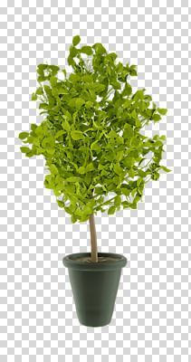 나무 편집 편집이미지 화분 화초 누끼 사람없음 3D소스 3D 디지털합성 분재 PNG 편집소스 식물 파일형식