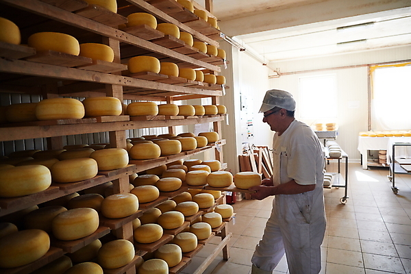 포토 JPG 해외이미지 노년 남자 공장 노동자 치즈 선반 작업복 한명 들기 상반신 옆모습 제조 저장 발효 수납 숙성 저장소 전통방식 노인남자한명만 해외포토 직업 1 전통 옷 뷰포인트 가구 공업 모션 유제품 사람 성인 남자한명만 노인남자만 파일형식 이미지허브