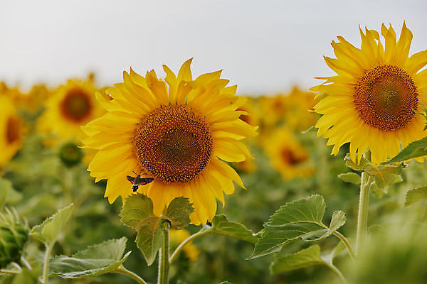 포토 JPG 해외이미지 주간 한마리 줄기 곤충 잎 해바라기 사람없음 야외 아웃포커스 소프트포커스 해외포토 자연요소 식물 동물 1 꽃 촬영기법 파일형식 이미지허브