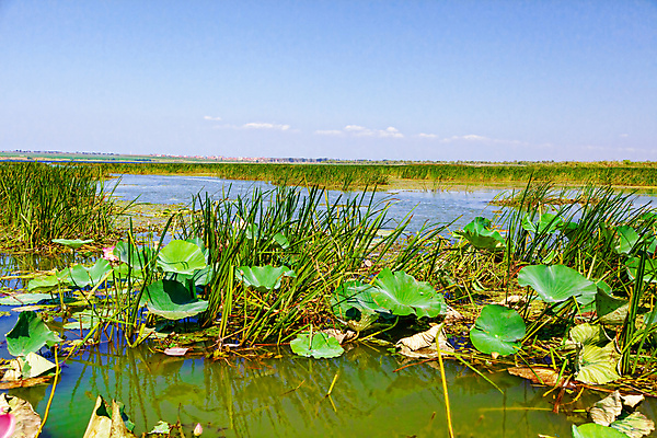 포토 JPG 해외이미지 식물 계절 공원 꽃잎 꽃 아시아 호수 선 분홍색 백그라운드 잎 꽃무늬 손가락 자연 연꽃 동양인 사람없음 야외 빨간색 초록색 물 여름 뷰티 반사 노란색 정원 고요 봄 벚꽃 흰색 연못 개화 닫기 백합 내추럴 이국적 해외포토 자연요소 손 공공시설 나라 컬러 무늬 모션 인종 생태계 파일형식 이미지허브