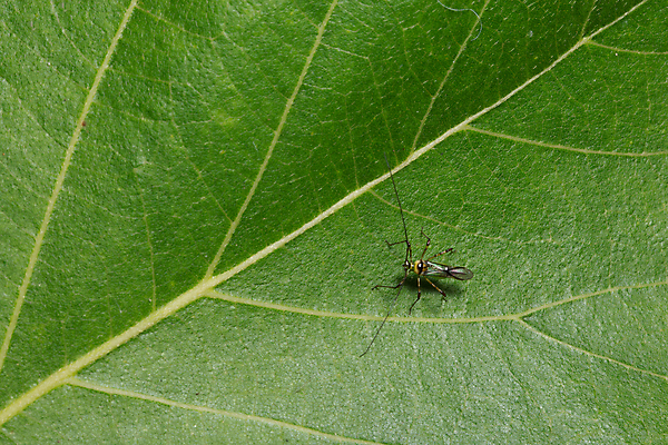 포토 JPG 해외이미지 동물 곤충 백그라운드 잎 자연 사람없음 빨간색 초록색 노란색 흰색 닫기 벌레 딱정벌레 꼬리 고립 동물상 해외포토 식물 컬러 모션 조형물 생태계 파일형식 이미지허브
