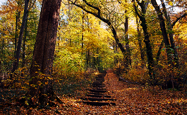 포토 JPG 해외이미지 주간 단풍 단풍나무 사람없음 야외 계단 산속 해외포토 자연요소 나무 잎 산 파일형식 이미지허브