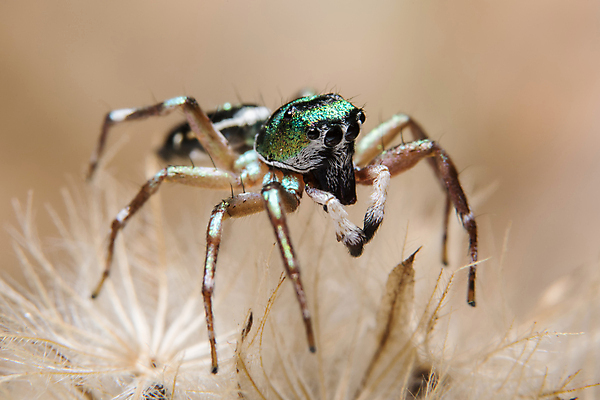 포토 JPG 해외이미지 식물 동물 야생동물 곤충 백그라운드 잎 자연 사람없음 야외 초록색 컬러풀 환경 정원 점프 웹 벌레 작음 묘사 거미 내추럴 고립 해외포토 컬러 인터넷 모션 크기 생태계 파일형식 이미지허브