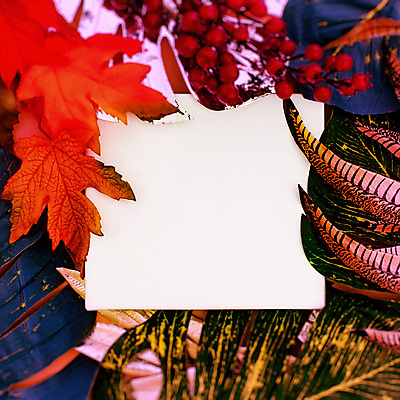 포토 JPG 해외이미지 식물 디자인 꽃잎 꽃 행복 분홍색 꽃다발 결혼 백그라운드 컨셉 잎 꽃무늬 자연 벽지 추상 휴가 아이디어 프레임 발렌타인데이 선물 사랑 미술 사람없음 장식 빨간색 여름 컬러풀 유행 침묵 봄 낭만 수확 벚꽃 하트 축하 신용카드 플랫 위치 2월 파스텔톤 힙스터 미니멀 해외포토 모양 계절 패션 감정 컬러 무늬 농업 데이이벤트 문화예술 이벤트 금융 소리 날짜 생태계 파일형식 이미지허브