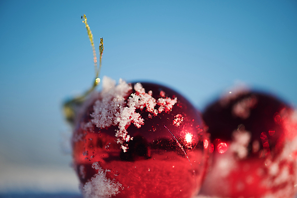 포토 JPG 해외이미지 주간 크리스마스장식 겨울 근접촬영 사람없음 야외 아웃포커스 눈 오너먼트 해외포토 자연요소 계절 뷰포인트 크리스마스 날씨 촬영기법 파일형식 이미지허브