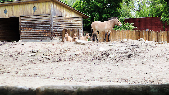 포토 JPG 해외이미지 동물 얼굴 야생동물 2 밭 농업 포유류 자연 초식동물 털 동물원 사람없음 야외 울타리 햇빛 뷰티 농장 갈색 머리 마을 맑음 시골 입 작음 사파리 코 장면 새장 갈기 멸종 해외포토 산업 컬러 날씨 신체부위 담장 태양 크기 생태계 케이지 파일형식 이미지허브