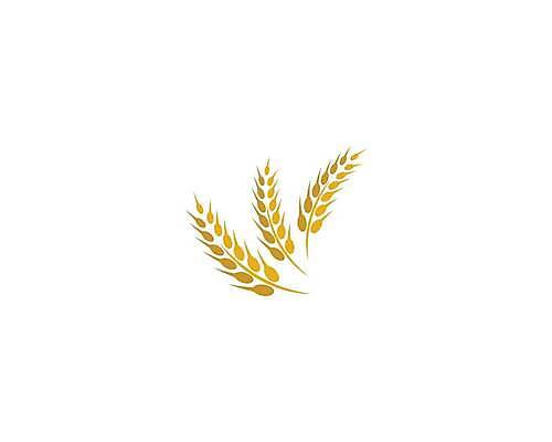 EPS 해외이미지 식물 디자인 배너 음식 빵 백그라운드 농업 다이어트 일러스트 자연 밥 건조 건강 옥수수 씨앗 농작물 농장 노란색 라벨 수확 성장 흰색 신선 시장 황금 상품 낟알 시리얼 밀 먹기 심볼 사인 유기농 보리 귀 밀가루 스파이크 내추럴 고립 밭일 엘리먼트 귀리 해외일러스트 웰빙 산업 컬러 모션 곡류 프레임 신체부위 가루 생태계 파일형식 벡터 사람 이미지허브
