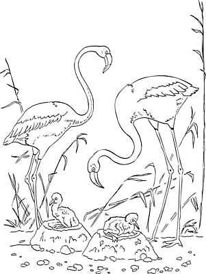 EPS 해외이미지 동물 캐릭터 교육 어린이 분홍색 일러스트 자연 조류 병아리 책 컬러풀 장난감 검은색 유치원 게임 흰색 점 퀴즈 사파리 깃털 그림 부리 윤곽 페이지 목 브라질 고립 엘리먼트 해외일러스트 일러캐릭터 컬러 놀이 사람 신체부위 남아메리카 생태계 파일형식 벡터 이미지허브