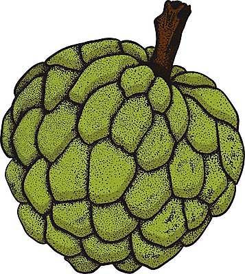 EPS 해외이미지 식물 음식 잎 농업 과일 일러스트 자연 디저트 건강 씨앗 세트 정원 수확 신선 달콤 사과 설탕 스케치 수집 메뉴 유기농 손그림 내추럴 이국적 채식주의자 현실 맛있는 해외일러스트 웰빙 산업 미술 맛 생태계 채식 파일형식 벡터 이미지허브