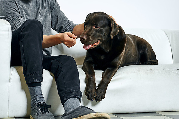 포토 JPG 해외이미지 백인 한마리 남자 반려견 함께함 실내 한명 앉기 성인 옆모습 친구 반려동물 주먹 우정 하반신 강아지 래브라도리트리버 즐거움 흰배경 성인남자한명만 해외포토 서양인 동물 1 감정 뷰포인트 백그라운드 컨셉 관계 모션 사람 내부 흰색 개 리트리버 남자한명만 성인남자만 파일형식 이미지허브