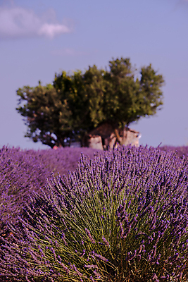 포토 JPG 해외이미지 주간 나무 사람없음 야외 보라색 프랑스 라벤더 프로방스 해외포토 자연요소 식물 꽃 유럽 컬러 허브 파일형식 이미지허브