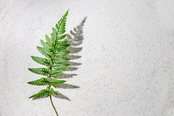 포토 JPG 해외이미지 식물 백그라운드 잎 꽃무늬 자연 추상 프레임 그림자 사람없음 초록색 햇빛 회색 나뭇가지 머리위 내추럴 양치류 카피스페이스 미니멀 해외포토 나무 꽃 컬러 무늬 태양 공백 생태계 파일형식 이미지허브